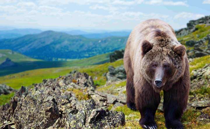 Rumuńskie władze twierdzą, że populacja niedźwiedzi brunatnych wymknęła się w tym kraju spod kontroli. / autor: Freepik