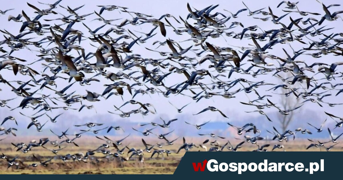 Stada ptaków pustoszą zasiewy zboża