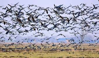 Stada ptaków pustoszą zasiewy zboża