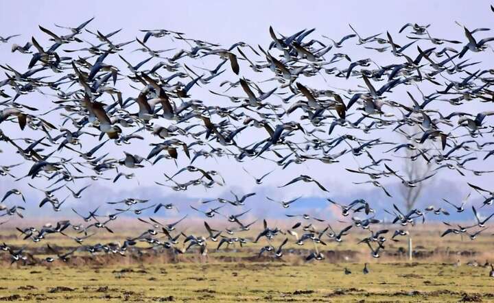 Problem żarłocznych ptaków pojawia się systematycznie o tej porze roku / autor: Pixabays