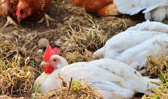 Salmonella coraz większym problemem producentów drobiu