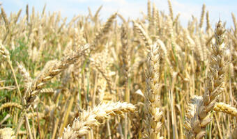 Producenci zbóż zabiegają o budowę terminala zbożowego