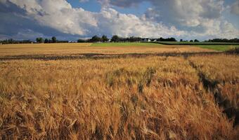 Mołdawia planuje ograniczenie importu zbóż z Ukrainy