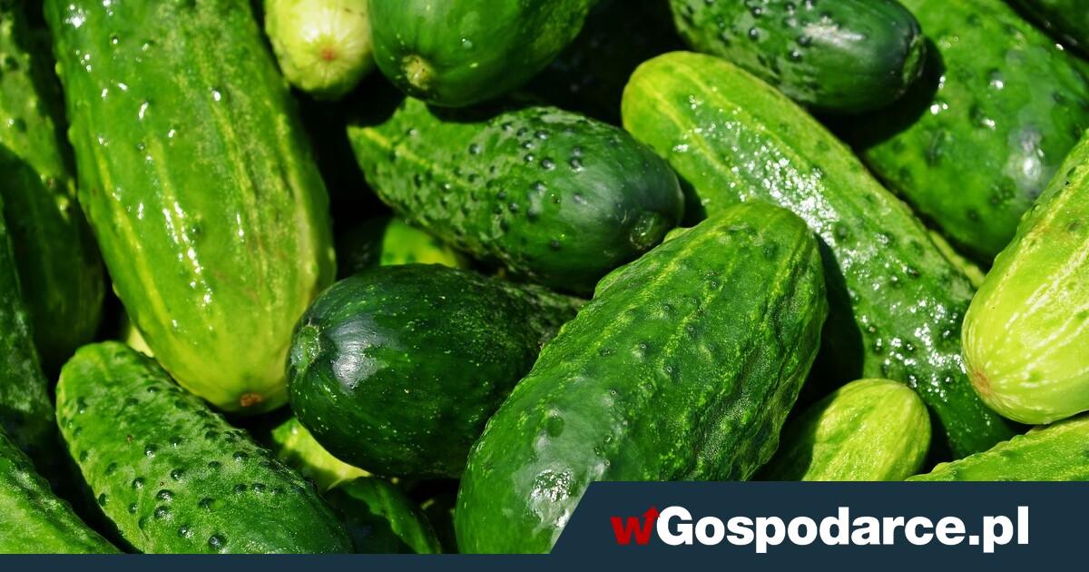 15 zł za godzinę pracy. "Co za wyzysk", "Nikt nie jest jeleniem"
