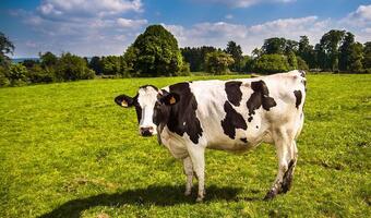 Kanadyjskie odkrycie: Krowa ma charakter