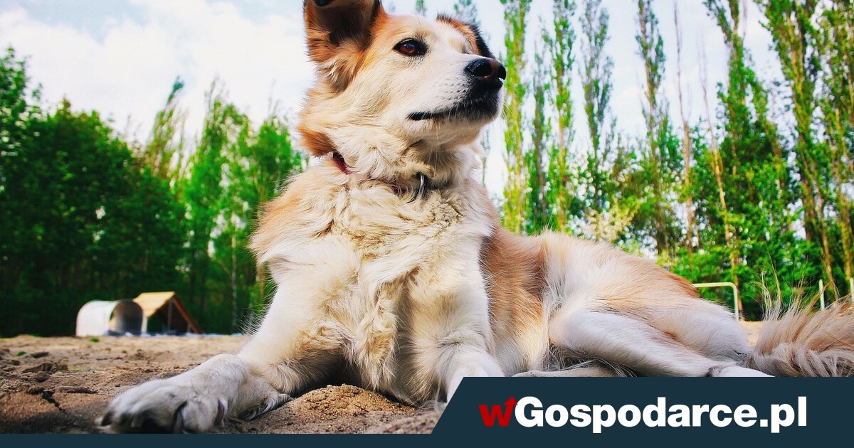 Wszystkie psy w Polsce będą mieć czip do identyfikacji