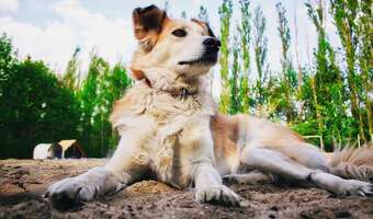 Wszystkie psy w Polsce będą mieć czip do identyfikacji