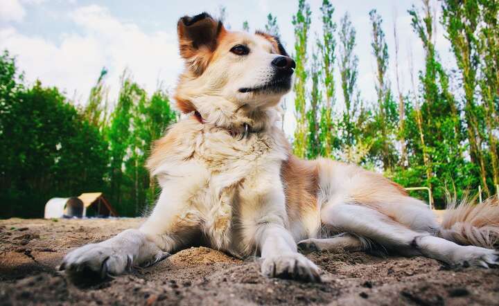 Każdy pies w Polsce będzie zaczipowany i zarejestrowany / autor: Pixabay