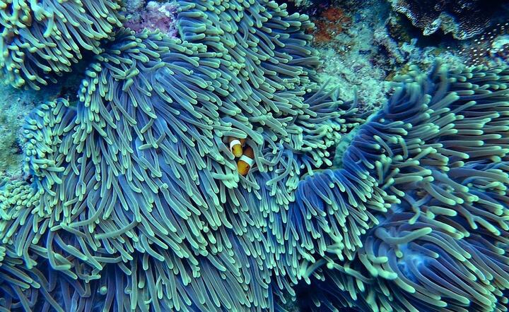 Rafa koralowa / autor: fot. Pixabay