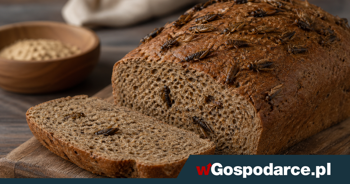 Chleb ze świerszczy. Polacy powiedzieli, czy chcą go zjeść