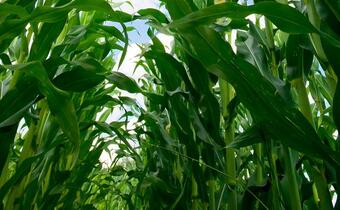 Powierzchnia upraw GMO coraz bardziej się powiększa