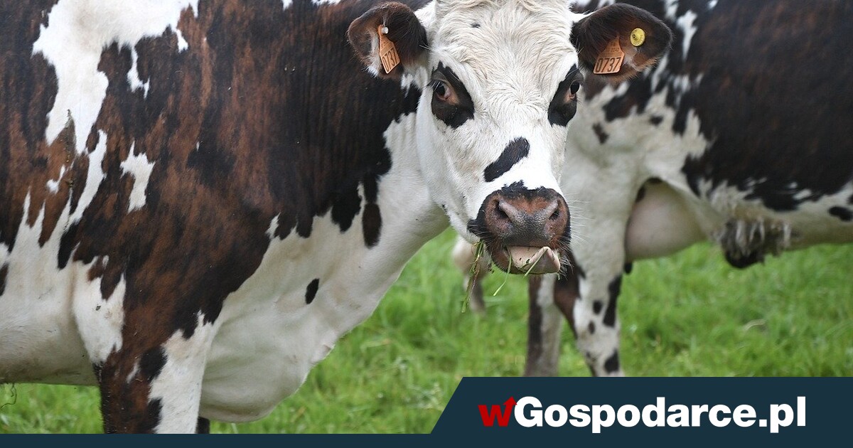 Uwaga! "Pryszczyca" w Niemczech. Mięso trafi do Polski?