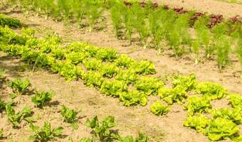 Od komputera do motyki - zawodowa rewolucja w dobie kryzysu