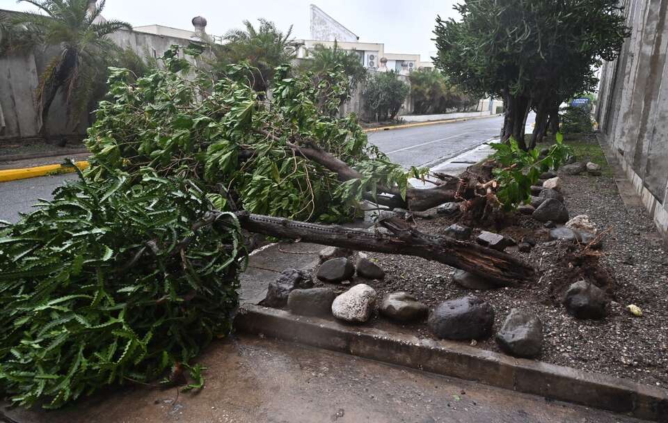 Powalone drzewa na Jamajce  / autor: PAP/EPA/Rudolph Brown