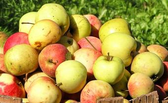Dzięki embargu może poprawić się jakość polskich jabłek