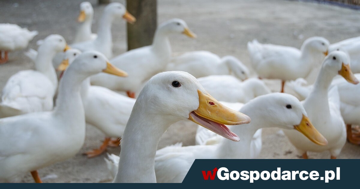 Ptasia grypa wraca do Europy. Co z Polską?