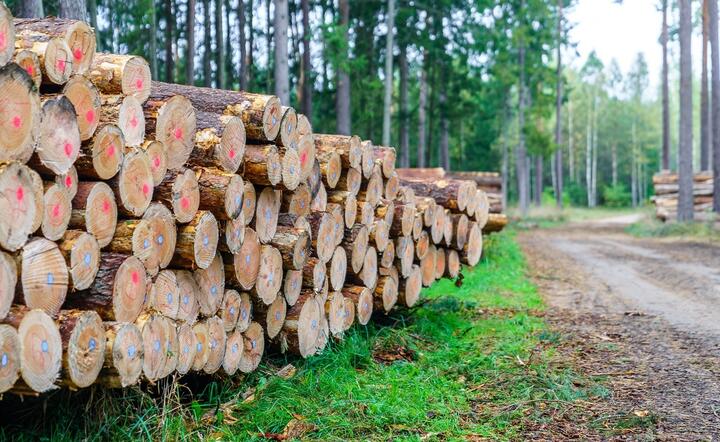 Od roku 2018 wzrost eksportu drewna z Polski skoczył do nigdy wcześniej nienotowanych poziomów / autor: Fratria / AS