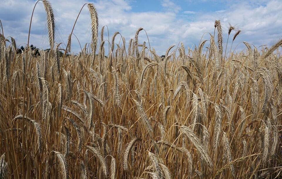pola zbóż na Ukrainie / autor: Fratria