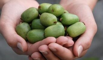 Polscy naukowcy wyhodowali polską wersję kiwi - minikiwi