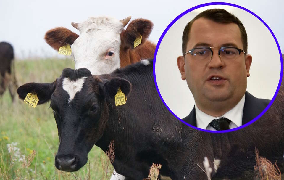 Minister rolnictwa Stefan Krajewski powiedział, że teraz czeka nas umowa handlowa UE-Australia, ale tak jak przy Mercosur prowadzone są rozmowy o klauzulach chroniących sektor wołowiny. / autor: Fratria