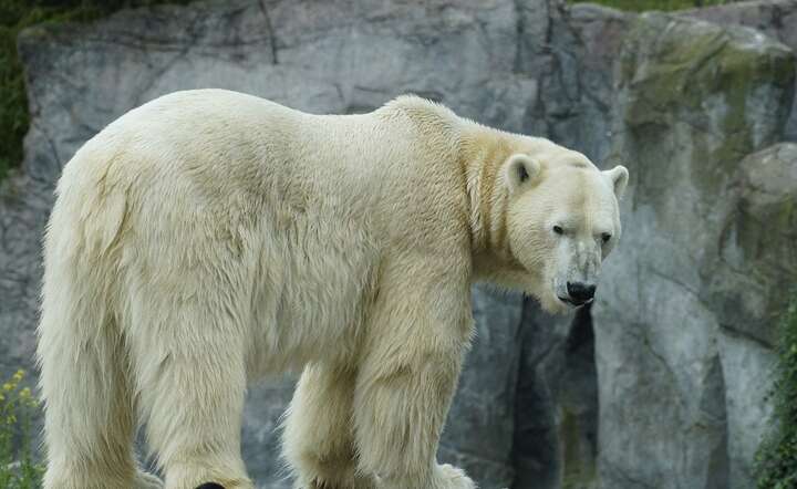 Niedźwiedź polarny świetnie dostosowany jest do życia w niskich temperaturach / autor: Pixabay