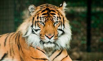 Dlaczego azjatyckie tygrysy doganiają Niemcy, a Polska zostaje za nimi w tyle