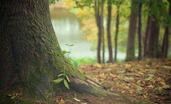 W Polsce będzie obowiązywał zakaz wstepu do lasu  / autor: Pixabay