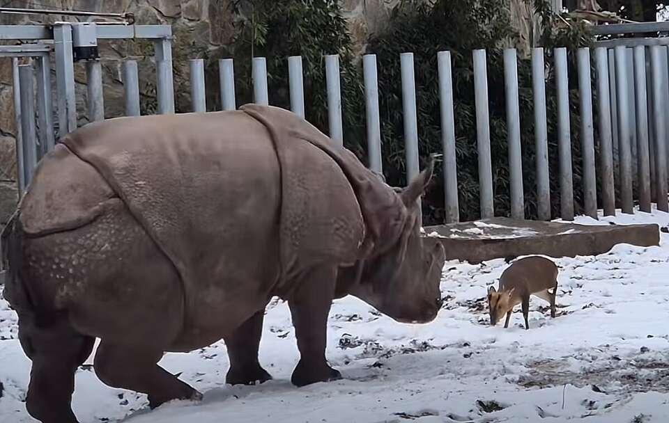 Nietypowe starcie w ZOO! Mundżak chiński vs. nosorożec / autor: FB/ZOO Wrocław