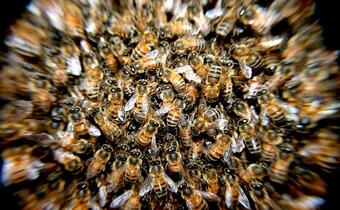 Czego kierowcy nauczą się od pszczół?