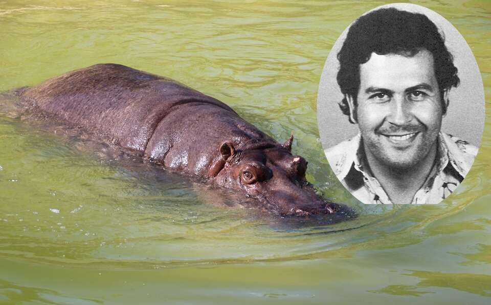 Hipopotam - zdj. ilustracyjne/Mniejsza fotografia: policyjne zdjęcie Pabla Escobara / autor: Fratria/Colombian National Police, Public domain, via Wikimedia Commons