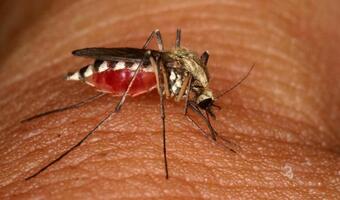 Eksperci alarmują: Śmiercionośne komary znowu w Niemczech!