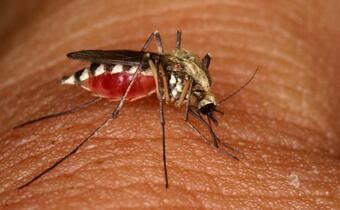 Eksperci alarmują: Śmiercionośne komary znowu w Niemczech!