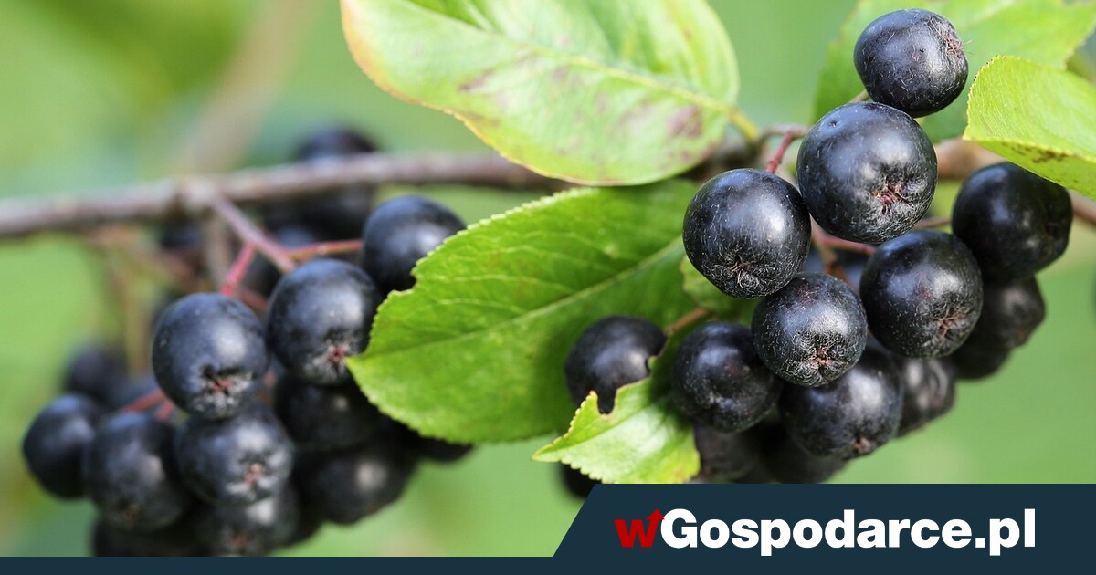 Brakuje aronii, ceny ostro w górę