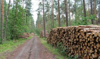 Tak regenerują się lasy Europy!