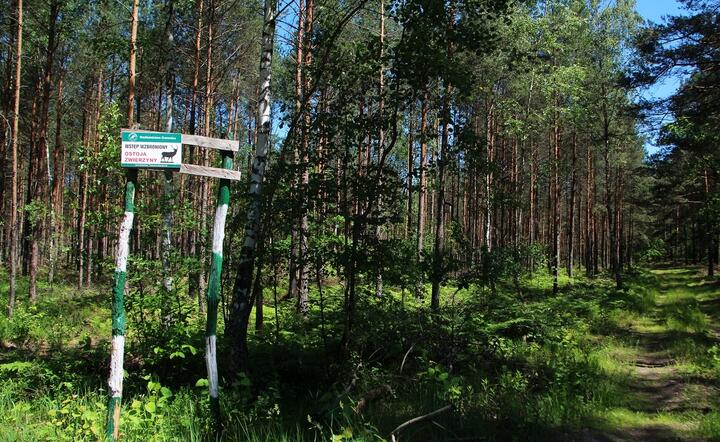 W sprawie kontroli nad polskimi lasami Polacy mają jednoznaczną opinię / autor: Fratria/MK