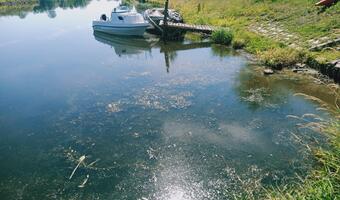 Katastrofa ekologiczna nad Odrą. Zatruta rzeka, martwe ryby