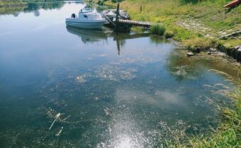 Katastrofa ekologiczna nad Odrą. Zatruta rzeka, martwe ryby