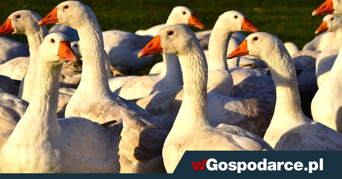 Niemcy dostali furii na wieść o ochronie polskiej gęsi