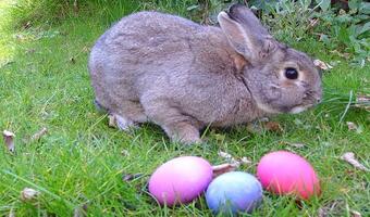 Ekolodzy: nie kupujmy na Wielkanoc królików