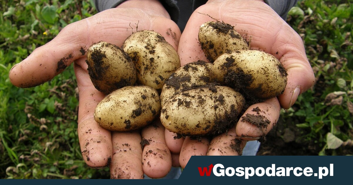 Nadprodukcja ziemniaków, rolnicy błagają o pomoc