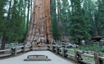 Kalifornia, najstarsze drzewo na świecie ma ponad 4800 lat