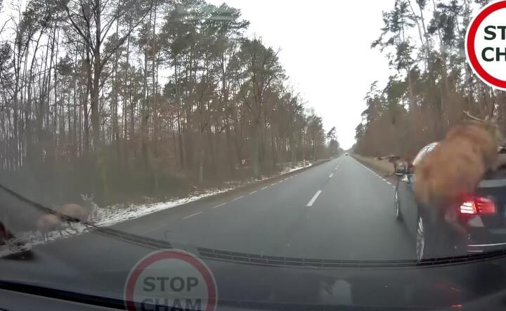 Zderzenie jeleni z samochodem / autor: Stop Cham/YouTube