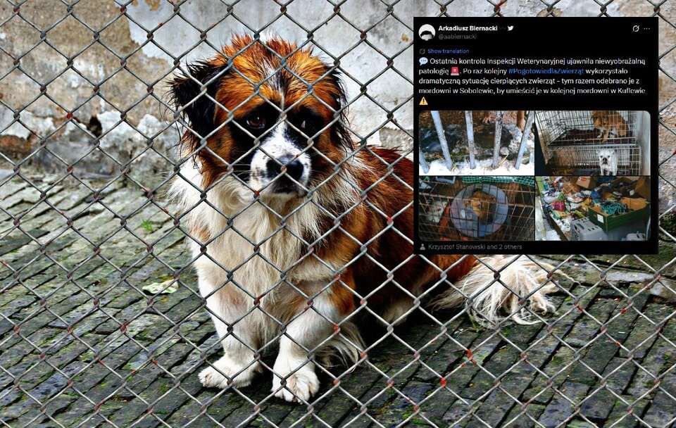 Zdjęcie ilustracyjne  / autor: Pixabay/Alexas_Fotos/X/@aabiernacki