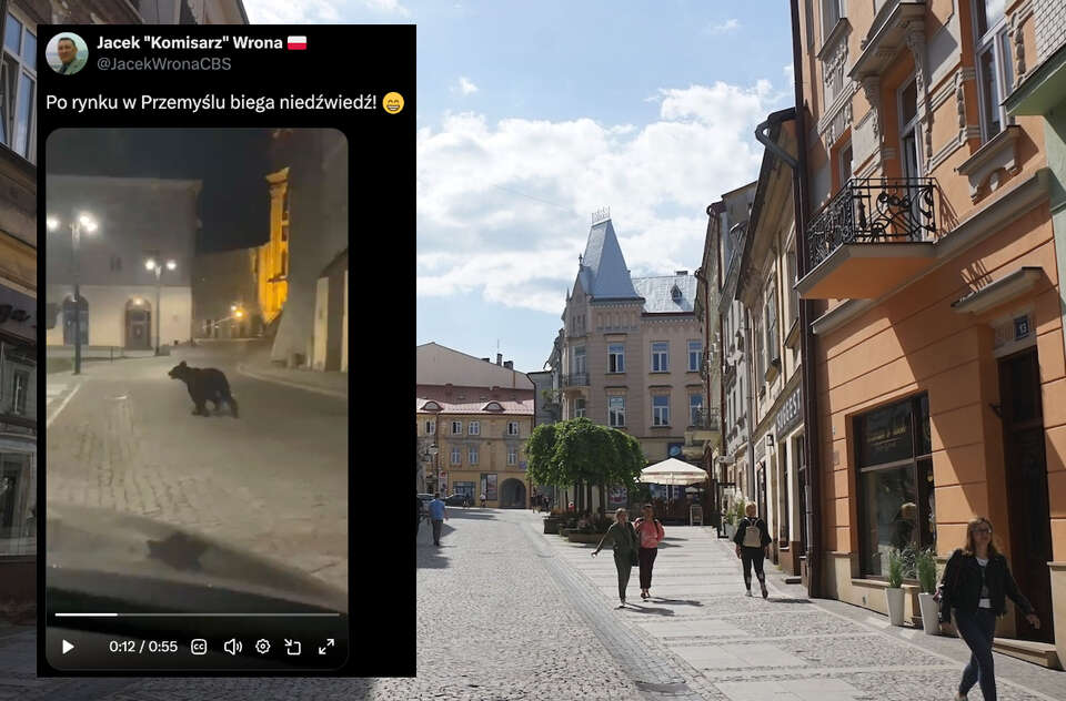 W centrum Przemyśla pojawił się... niedźwiedź. Zwierze nocą biegało po centrum miasta. / autor: Fratria/X