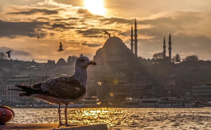 Stambuł, Turcja / autor: Pixabay