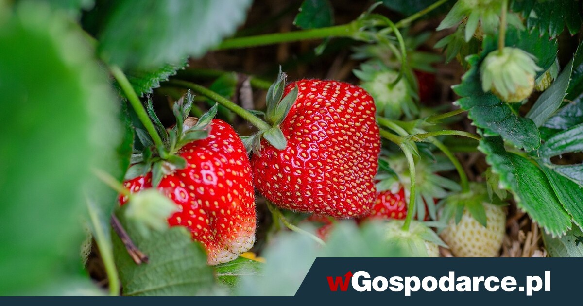 Polska drugim producentem truskawek w Europie