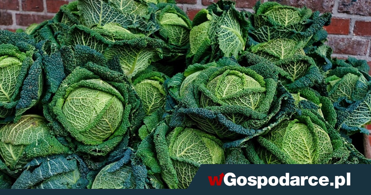 Kapusta i kalafior nie obrodziły, lepiej z ogórkami