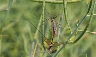 Deszczowe lato: Jest sposób na komary