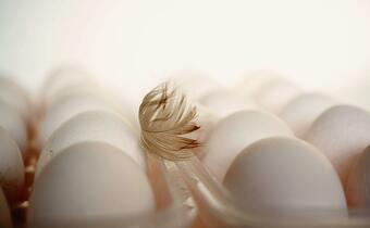 Polska produkuje 9,2 mld sztuk jaj rocznie