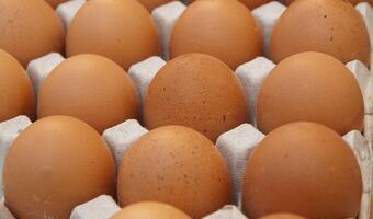 Wykryto salmonellę w jajkach
